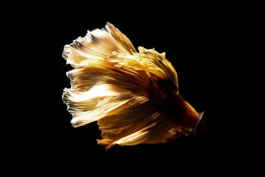 daha iyi balık, siyahta izole Tayland Siyam mücadele balık 