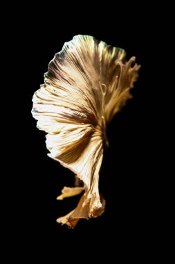 daha iyi balık, siyahta izole Tayland Siyam mücadele balık 