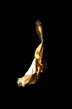 daha iyi balık, siyahta izole Tayland Siyam mücadele balık 