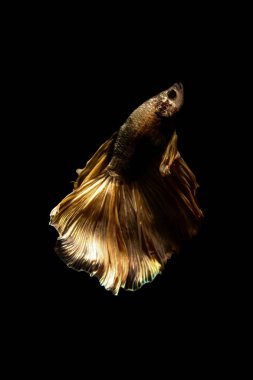 daha iyi balık, siyahta izole Tayland Siyam mücadele balık 