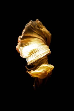 daha iyi balık, siyahta izole Tayland Siyam mücadele balık 