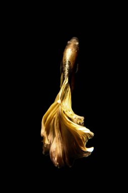 daha iyi balık, siyahta izole Tayland Siyam mücadele balık 