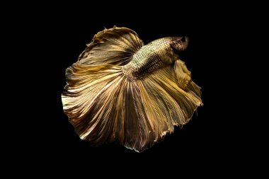 daha iyi balık, siyahta izole Tayland Siyam mücadele balık 