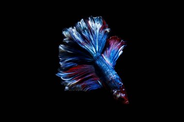 daha iyi balık, siyahta izole Tayland Siyam mücadele balık 