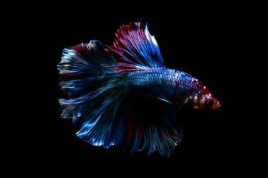 daha iyi balık, siyahta izole Tayland Siyam mücadele balık 