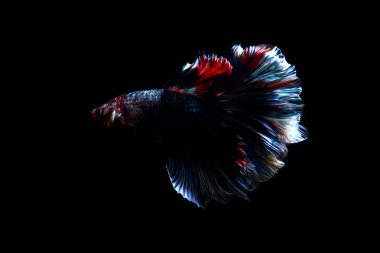 daha iyi balık, siyahta izole Tayland Siyam mücadele balık 