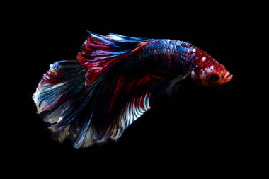 daha iyi balık, siyahta izole Tayland Siyam mücadele balık 