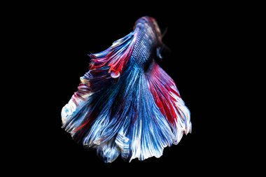 daha iyi balık, siyahta izole Tayland Siyam mücadele balık 