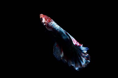 daha iyi balık, siyahta izole Tayland Siyam mücadele balık 