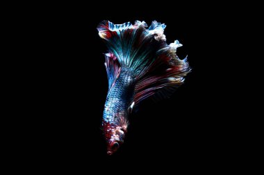 daha iyi balık, siyahta izole Tayland Siyam mücadele balık 