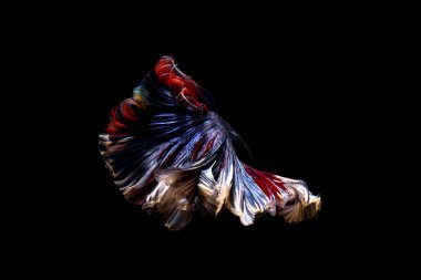 daha iyi balık, siyahta izole Tayland Siyam mücadele balık 