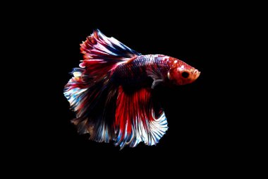 daha iyi balık, siyahta izole Tayland Siyam mücadele balık 