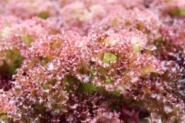 cameron highland, Malezya Hydroponics kullanarak yetiştirilen sebzeler