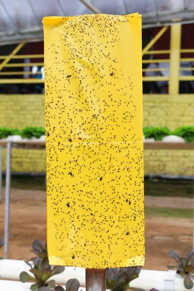 cameron highland, Malezya suda böcek tuzağı