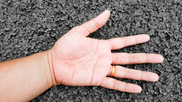 cry gri renk çim zemin, desmodium üzerine el ile rahatlayın tr