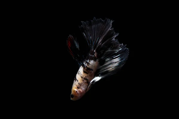 Betta fish, σιαμαία ψάρια μάχης απομονωμένα σε μαύρο φόντο — Φωτογραφία Αρχείου