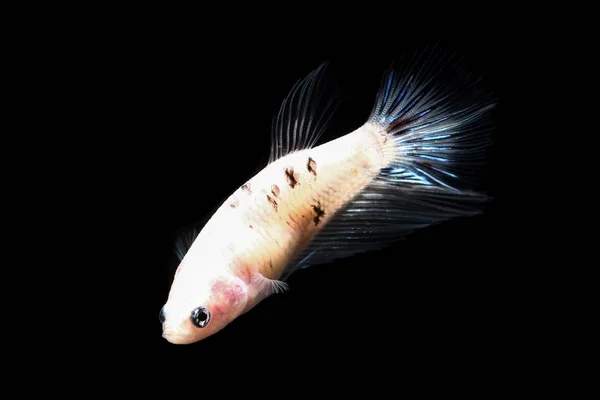 Poisson Betta, poisson de combat siamois isolé sur fond noir — Photo