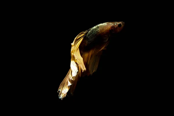 Betta の魚、黒に分離されたタイのシャムの戦いの魚 — ストック写真