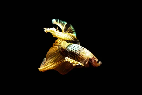 Peixe betta, peixes siameses de combate na Tailândia isolado em preto — Fotografia de Stock