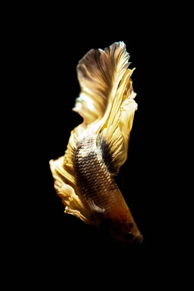 Betta fish, siamese pesce combattente in Thailandia isolato su nero — Foto Stock