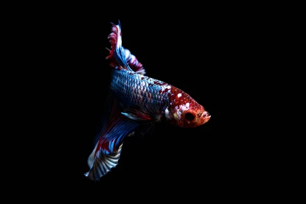 Betta の魚、黒に分離されたタイのシャムの戦いの魚 — ストック写真