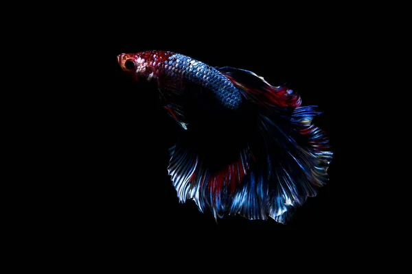 Betta fisk, siamesiska striderna fisk i thailand isolerade på svart — Stockfoto