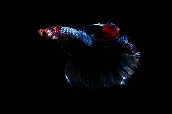 Betta fish, siamese fighting fish in thailand isolated on black — Stock Photo, Image