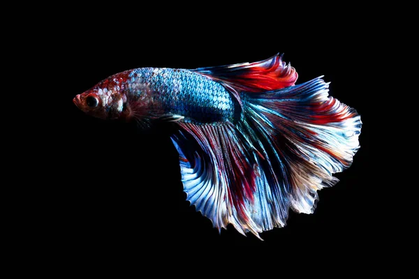 Peixe betta, peixes siameses de combate na Tailândia isolado em preto — Fotografia de Stock