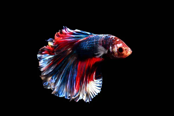 Betta fisk, siamesiska striderna fisk i thailand isolerade på svart — Stockfoto