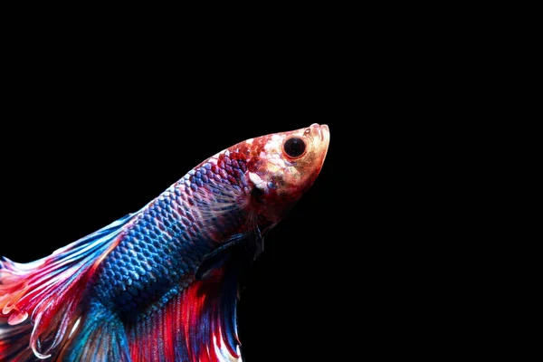 Peixe betta, peixes siameses de combate na Tailândia isolado em preto — Fotografia de Stock