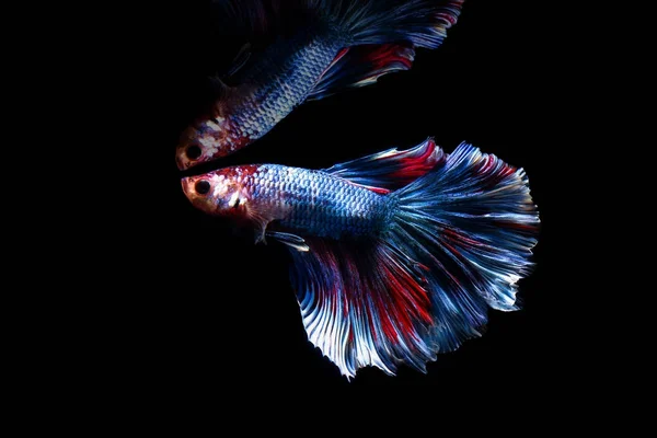 betta fish, siamese fighting fish in thailand isolated on black