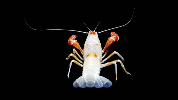 Crayfish procambarus clarkii ghost, raising freshwater aquarium — Stock Photo, Image