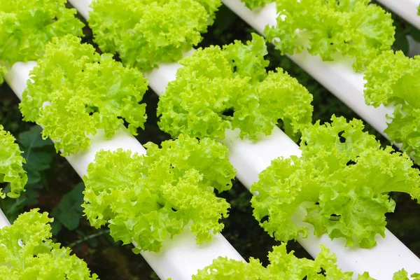 cameron highland, Malezya Hydroponics kullanarak yetiştirilen sebzeler