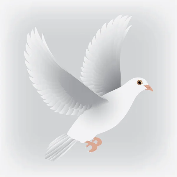 Vecteur isolé de colombe blanche — Image vectorielle