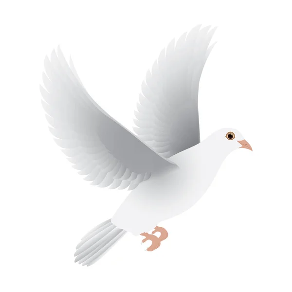 Vecteur isolé de colombe blanche — Image vectorielle