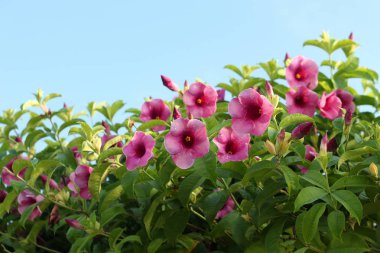 yakın çekim taze çiçek doğa mavi gökyüzü arka plan üzerinde