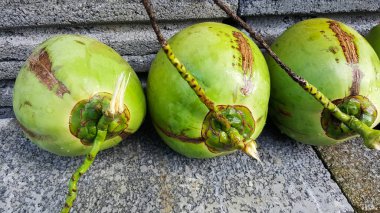 besin, sağlık yararları, diyet FIB genç yeşil Hindistan cevizi