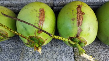 besin, sağlık yararları, diyet FIB genç yeşil Hindistan cevizi