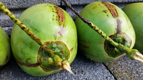 besin, sağlık yararları, diyet FIB genç yeşil Hindistan cevizi