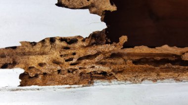 termit duvar hasar doku arka plan