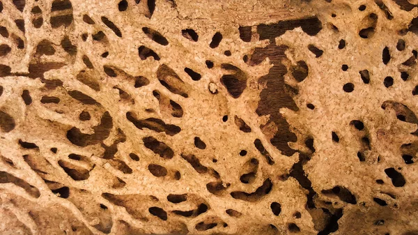 Termite parete danno texture sfondo — Foto Stock