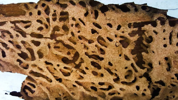 Termite parete danno texture sfondo — Foto Stock