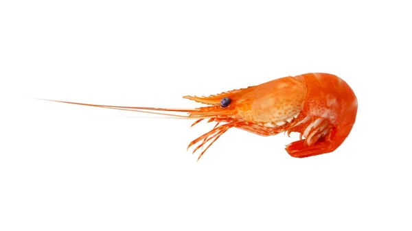 River shrimp food  isolated on background — Stock Photo, Image