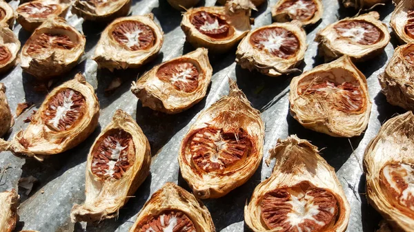 Close-up seco areca nut, porca betel, tailândia — Fotografia de Stock