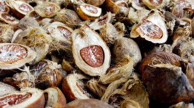 Yakın plan kurutulmuş fındık, betel fındığı, Tayland