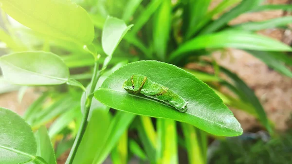 Chenille en gros plan sur feuille de tilleul — Photo