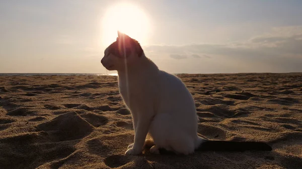 Cat silhouette sunshine on beach — Stock Photo, Image