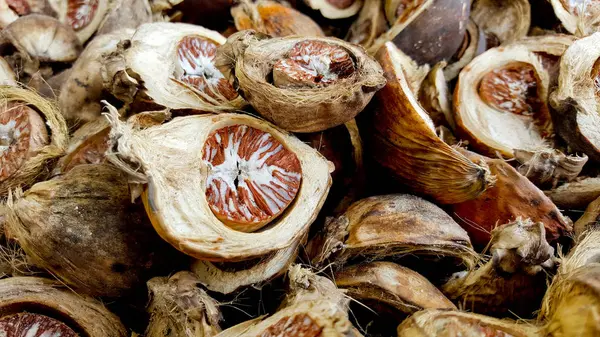 Close-up seco areca nut, porca betel, tailândia — Fotografia de Stock