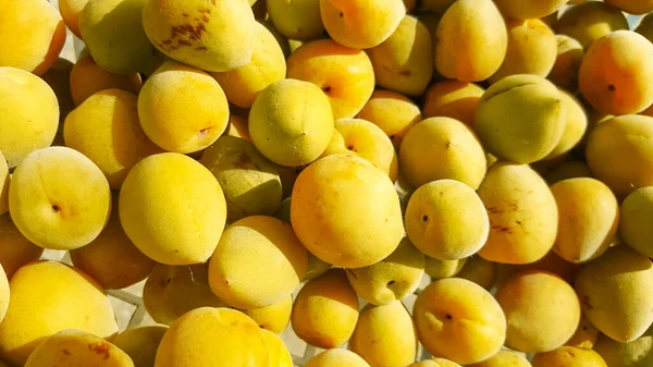 Close Amarelo Ume Ameixa Fruta — Fotografia de Stock