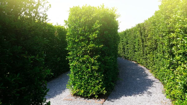 maze green plant wall